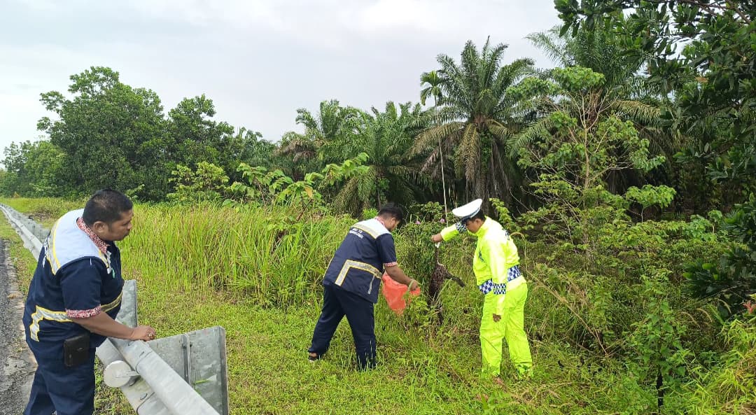Tragis! Macan Akar Jadi Korban Tabrak Lari di KM 78 Tol Dumai-Pekanbaru