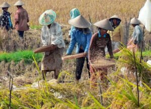 Setahun Pemerintahan Pragib: Produksi Beras Naik 12 Persen, Percepat Swasembada Pangan Naira3 hours ago03 mins
