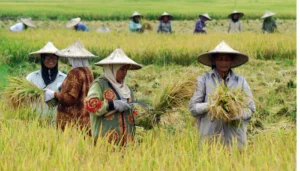 Program Ketahanan Pangan Papua Dorong Kemandirian Ekonomi Bagi Petani Lokal
