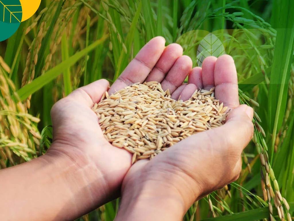 KAMMI: Kementerian Pertanian Berhasil Tingkatkan Kesejahteraan Petani